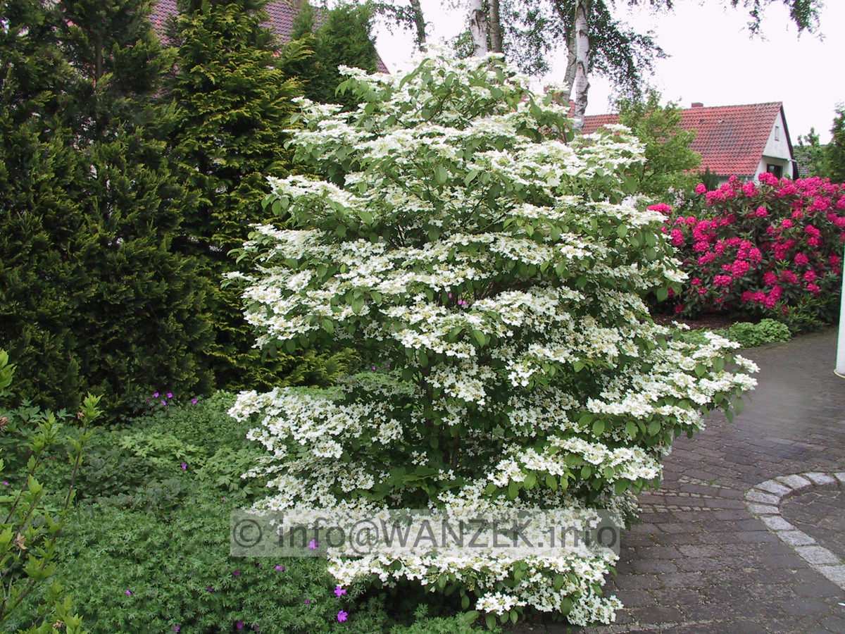 Viburnum plicatum Watanabe 01.JPG